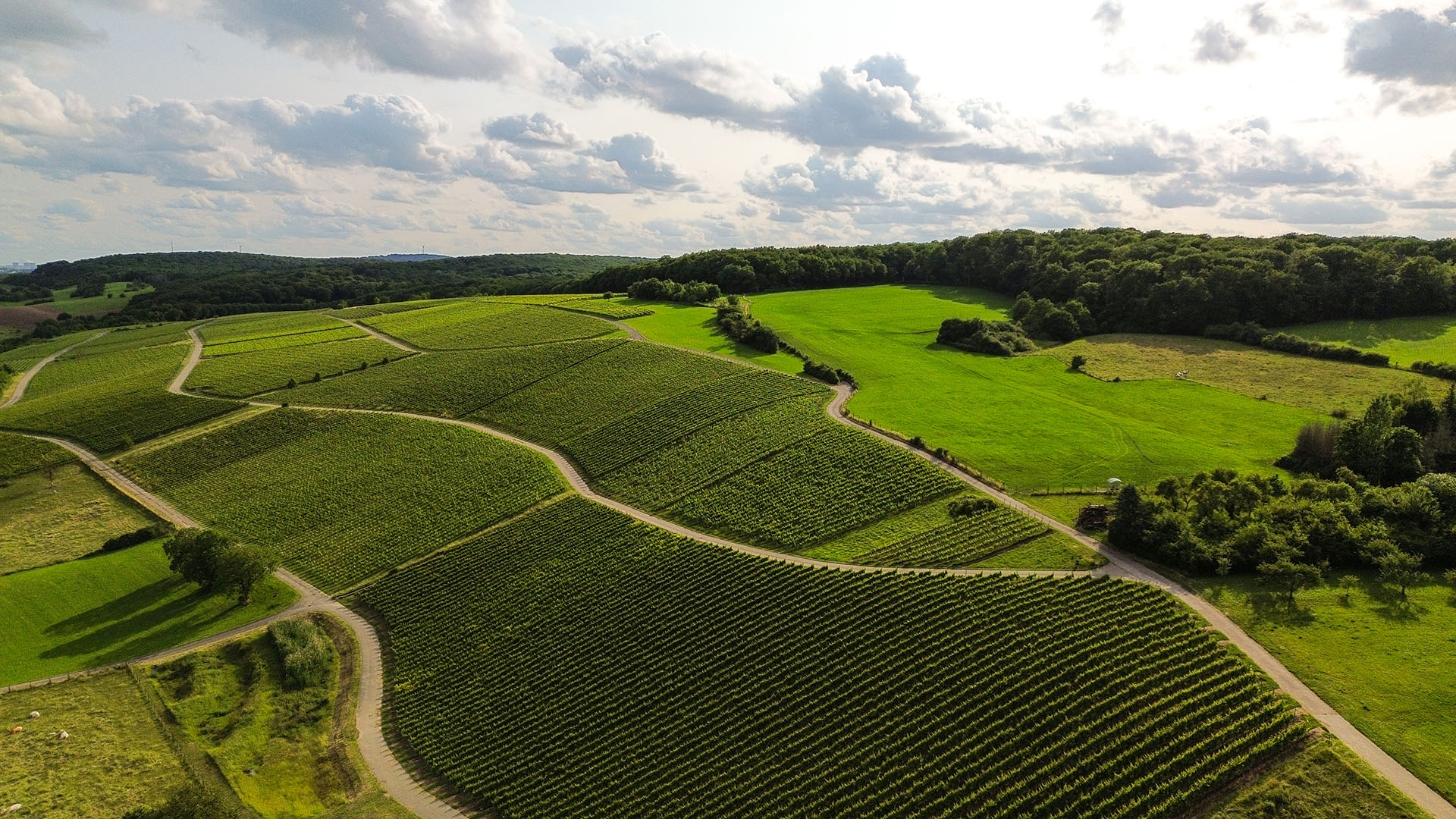 Travel Tips for Luxembourg: A Visit to the Moselle Region, a Wine Region in Luxembourg