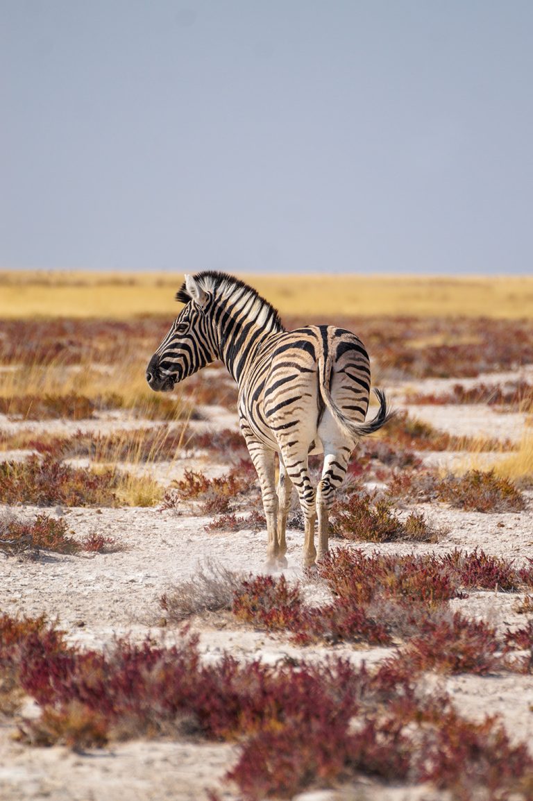 Travel Tips for the Vast Etosha National Park in Northern Namibia for Wildlife Spotting