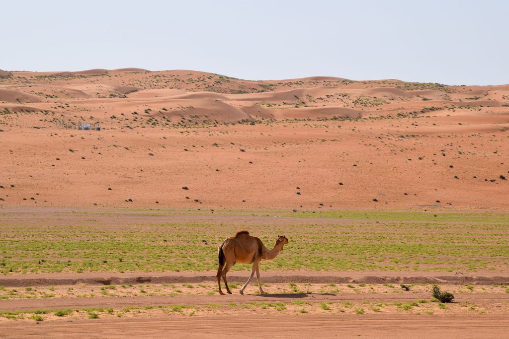 Travel Tips: Oman Desert, Travander
