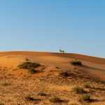 Travel Tips for Ras al-Khaimah, United Arab Emirates, Middle East