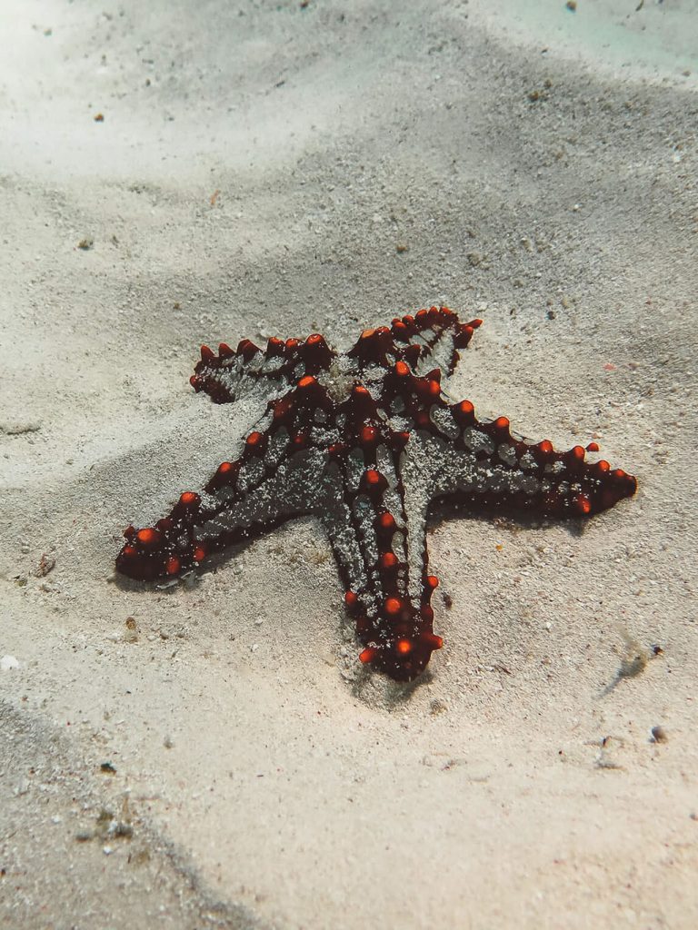 Travel Tips for Zanzibar: Snorkeling and Starfish