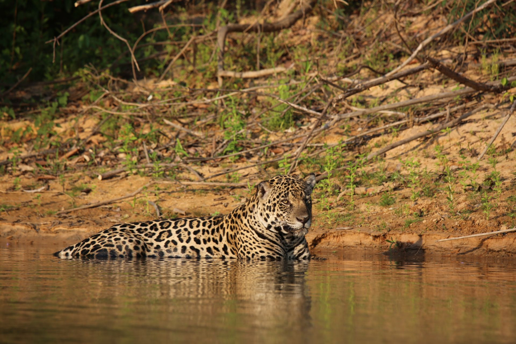 Brazil Pantanal Jaguar Tour