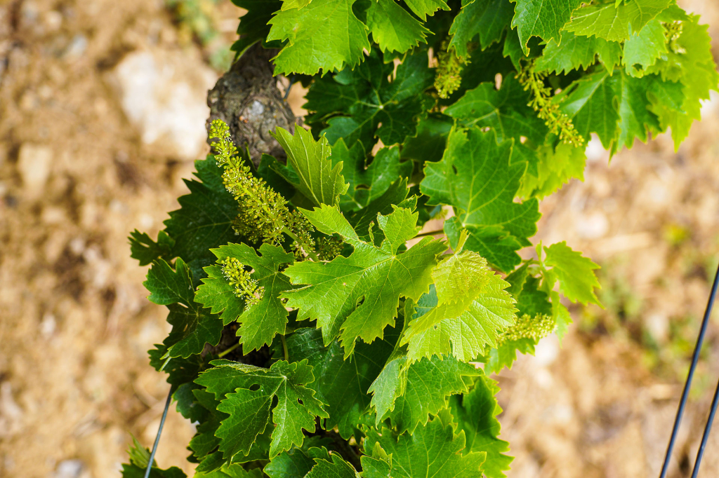 Catalonia Tour: The Empordà Wine Region