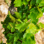 Catalonia Tour: The Empordà Wine Region
