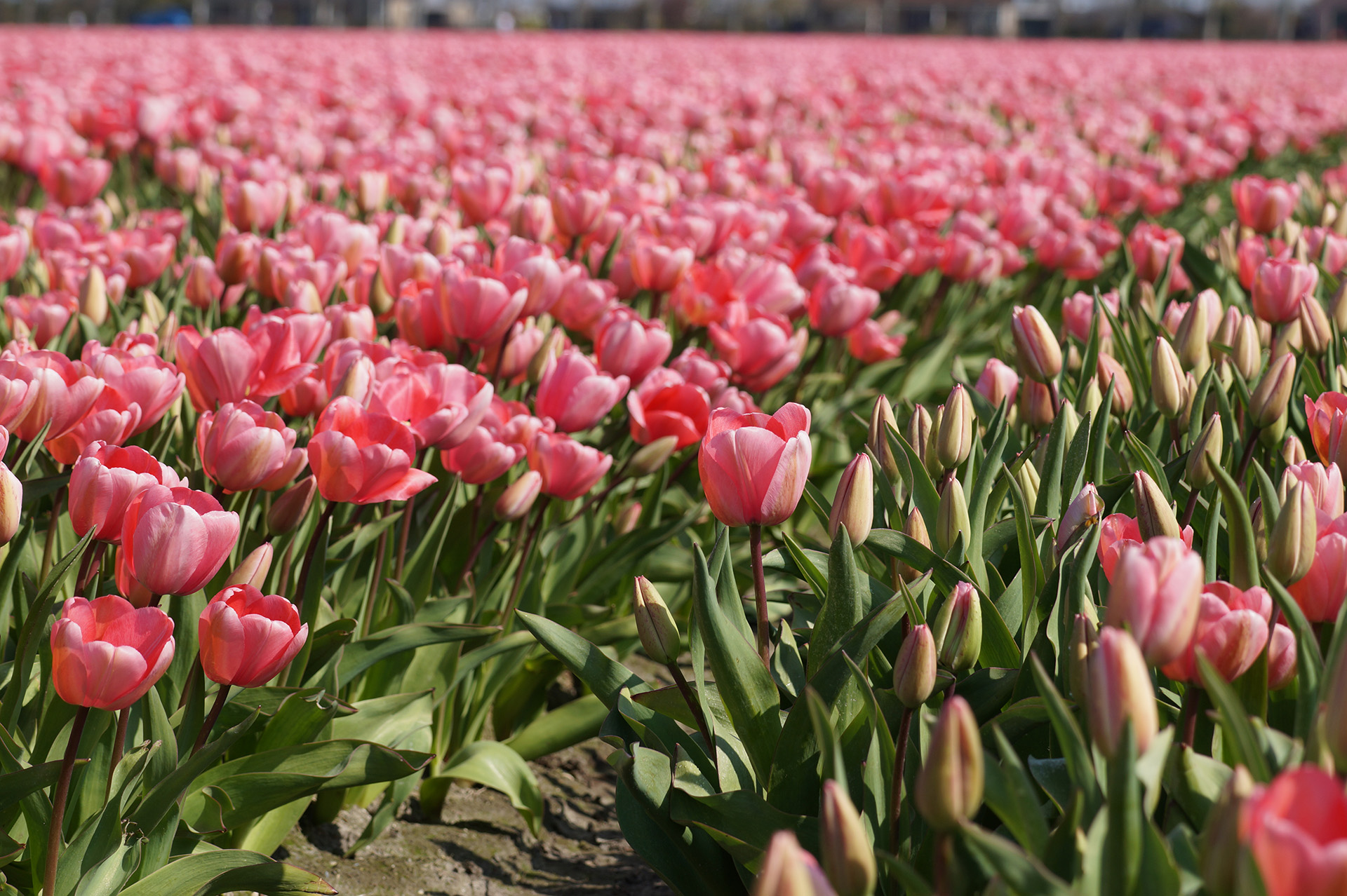 Bollenvelden in de Bollenstreek, de leukste tips voor je uitjes in Nederland