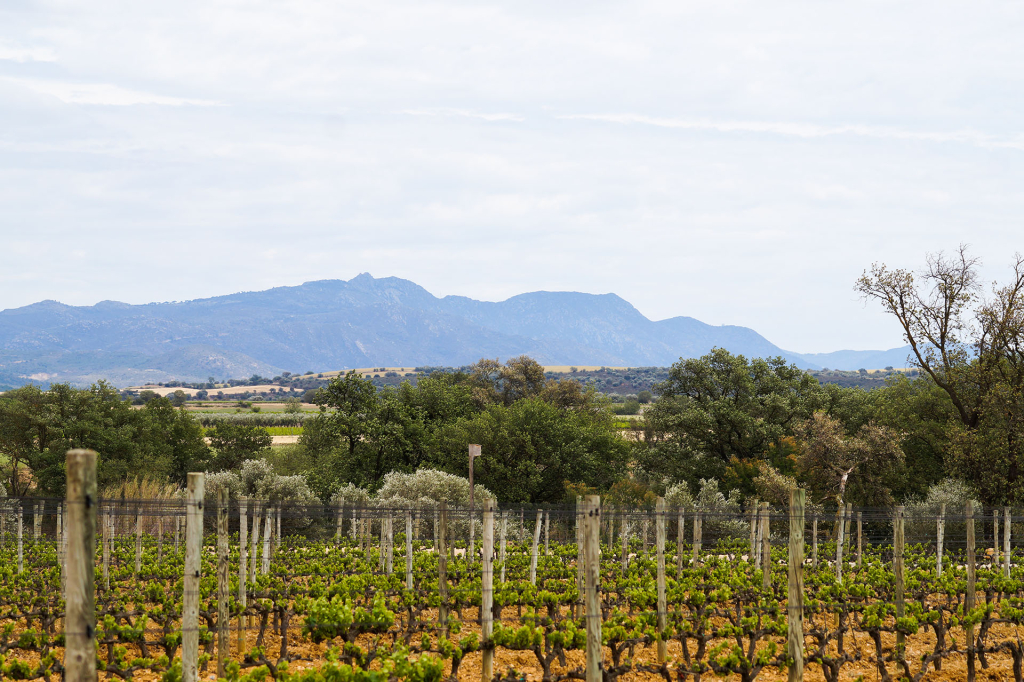 Emporda Wine Region, Spain, Catalonia: A Tour