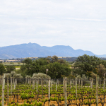 Emporda Wine Region, Spain, Catalonia: A Tour