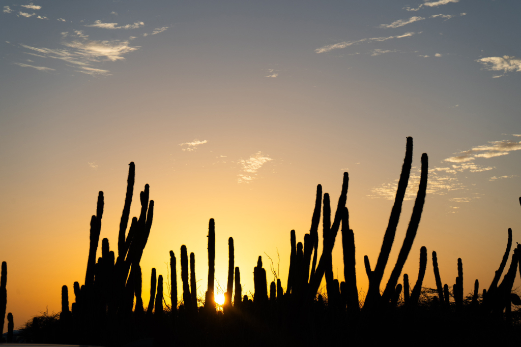 Sun Vacation Aruba North Coast Sunset Cacti