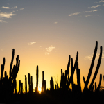 Sun Vacation Aruba North Coast Sunset Cacti