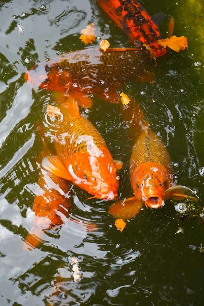Karpers Japanse Tuin Hasselt