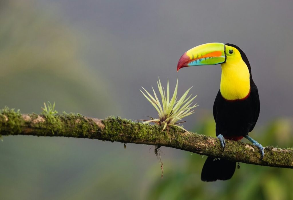 Round trip through Costa Rica Travander